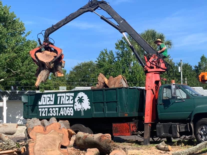 Large tree sections being mechanically handled during a South Toledo removal project