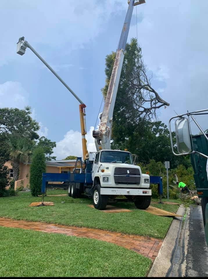 Crane assisted large tree removal in South Toledo Ohio