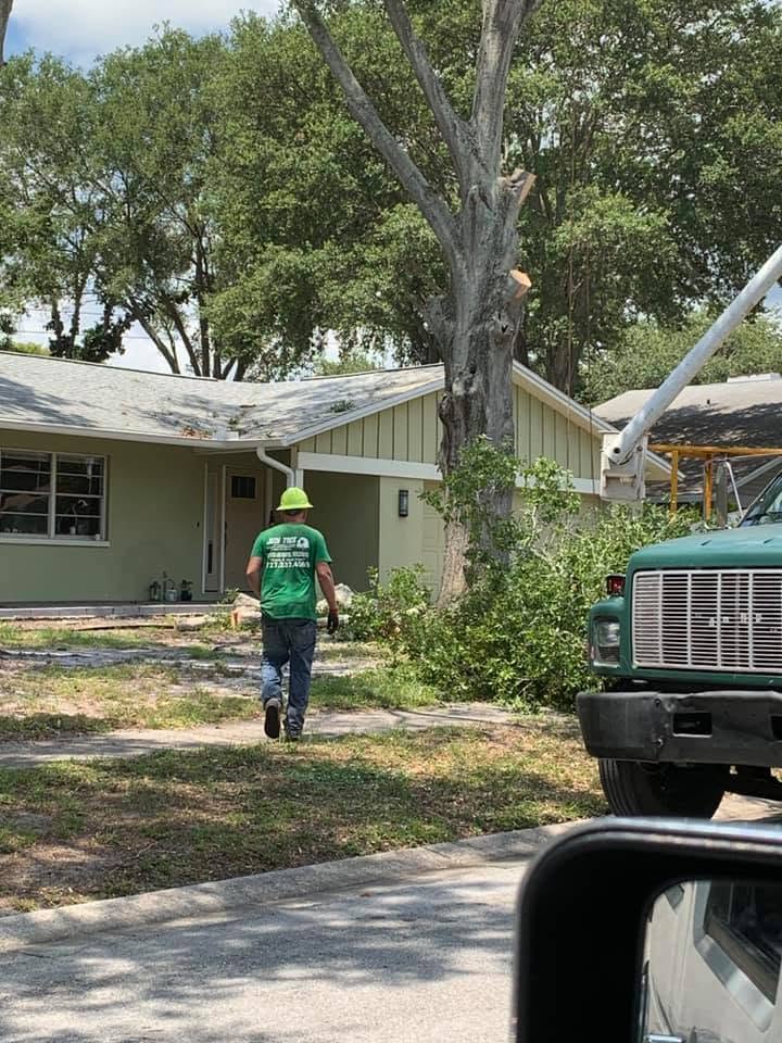 Large dead tree positioned close to a South Toledo residential home